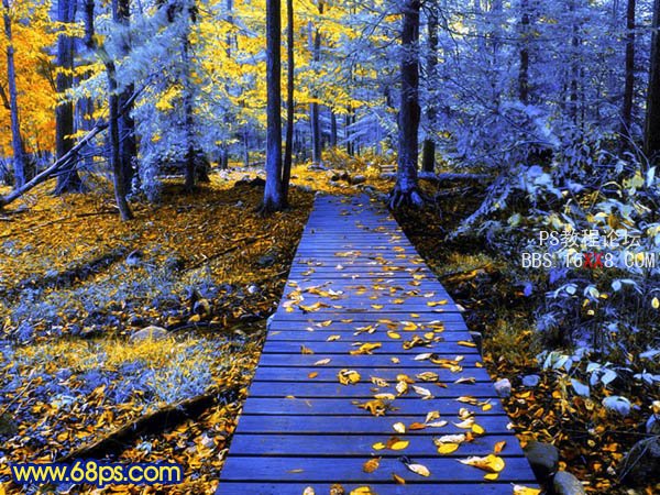 photoshop打造冷暖对比的蓝黄色森林照片 - 风景调色