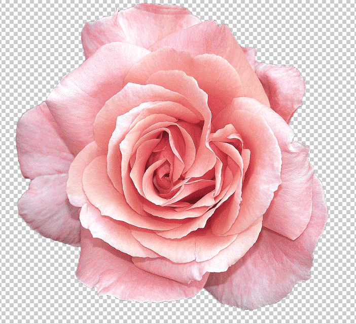花朵字,用ps制作浪漫唯美的玫瑰花文字