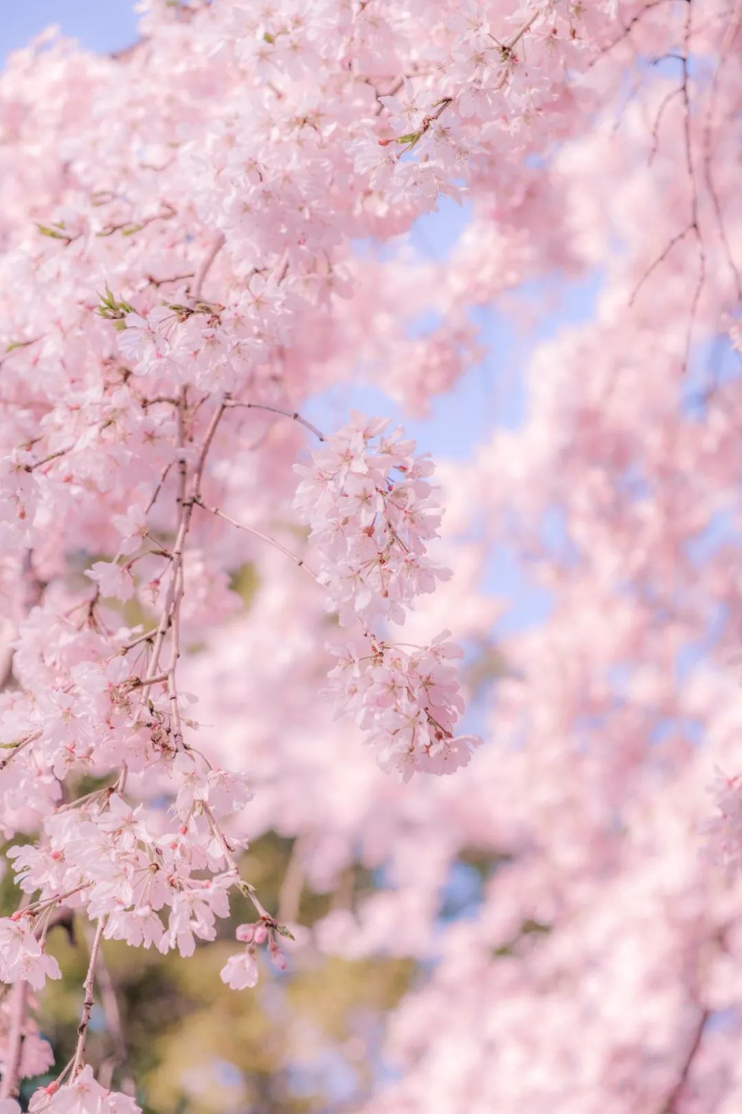 粉色樱花花的选择性聚焦摄影 · 免费素材图片